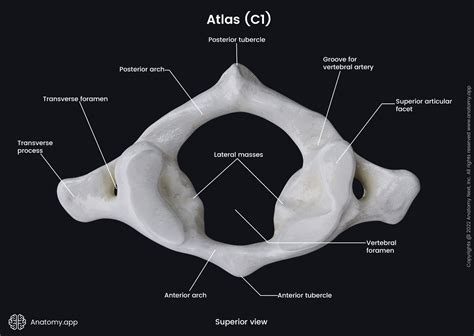 Atlas Anatomy/atlasxanatomy/atlasanatomy .